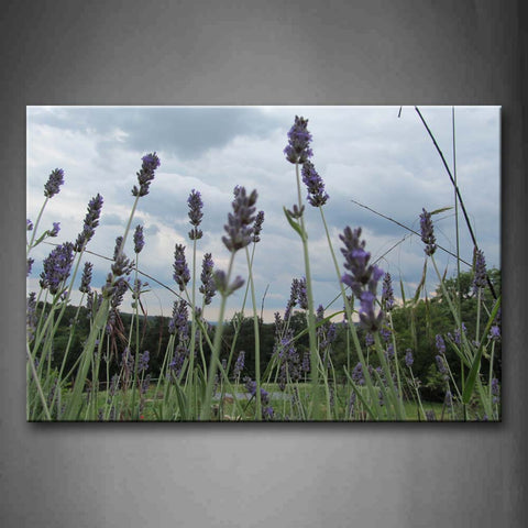 Purple Lavender Field Wall Art Painting Pictures Print On Canvas Flower The Picture For Home Modern Decoration 