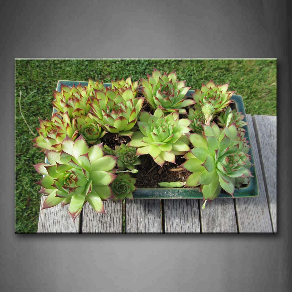 Common Green Houseleek In Flowerpot Wall Art Painting Pictures Print On Canvas Flower The Picture For Home Modern Decoration 