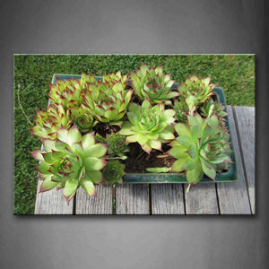 Common Green Houseleek In Flowerpot Wall Art Painting Pictures Print On Canvas Flower The Picture For Home Modern Decoration 