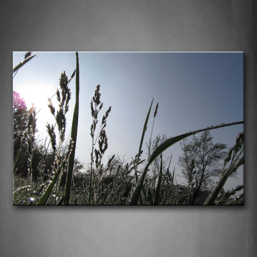 Water Drop On Grass With Sunlight In Grass Wall Art Painting The Picture Print On Canvas Flower Pictures For Home Decor Decoration Gift 
