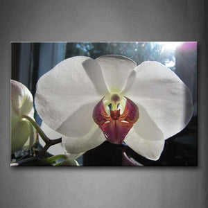 White Orchid Petal With Sunlight Wall Art Painting The Picture Print On Canvas Flower Pictures For Home Decor Decoration Gift 