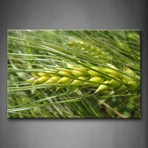 Yellow Wheat With Green Grass Wall Art Painting Pictures Print On Canvas Botanical The Picture For Home Modern Decoration 