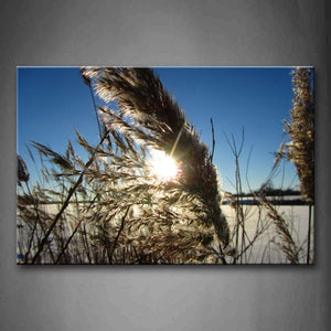 Sunbeam And Grass In Winter Wall Art Painting Pictures Print On Canvas Botanical The Picture For Home Modern Decoration 