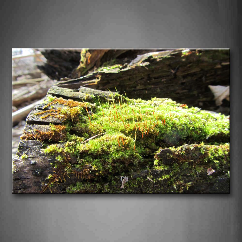 Green Moss In Dead Wood Wall Art Painting Pictures Print On Canvas Botanical The Picture For Home Modern Decoration 