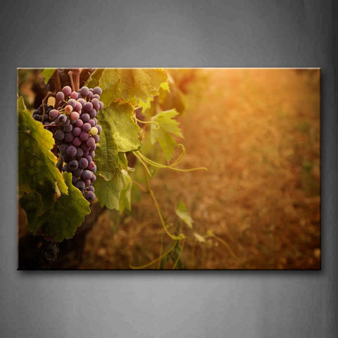 Brown Grapes And Green Leaf At Sunset Wall Art Painting Pictures Print On Canvas Food The Picture For Home Modern Decoration 