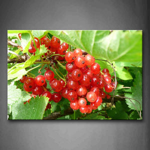 Currant With Green Leaf Wall Art Painting Pictures Print On Canvas Food The Picture For Home Modern Decoration 