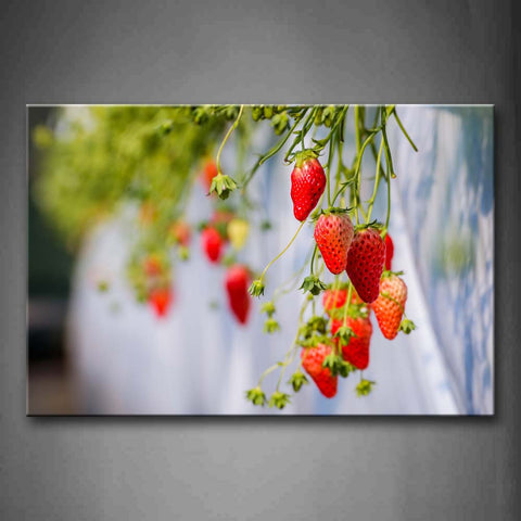 Red Strawberry Hanging With Grass Wall Art Painting Pictures Print On Canvas Food The Picture For Home Modern Decoration 