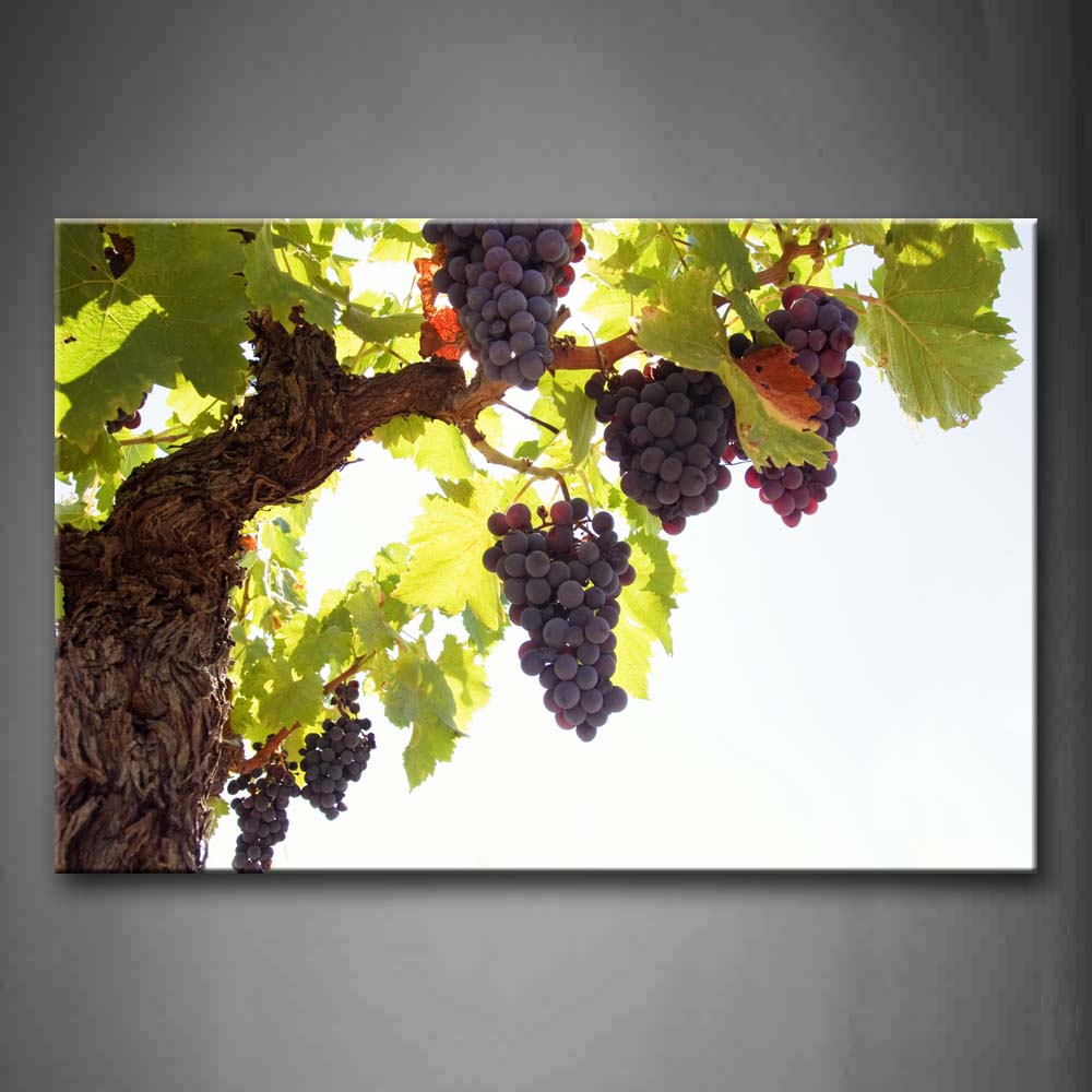 Purple Grapes Hang In Tree Wall Art Painting Pictures Print On Canvas Food The Picture For Home Modern Decoration 