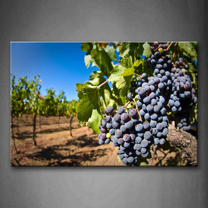 Blue Grapes With Green Leaf Wall Art Painting Pictures Print On Canvas Food The Picture For Home Modern Decoration 