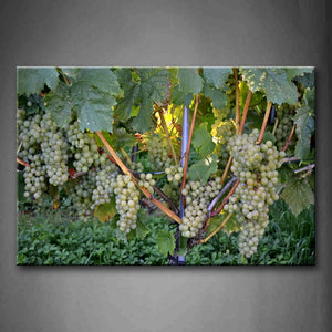 A Amount Of Green Grapes. Wall Art Painting Pictures Print On Canvas Food The Picture For Home Modern Decoration 