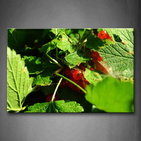 Currant And Many Leaves Wall Art Painting Pictures Print On Canvas Food The Picture For Home Modern Decoration 