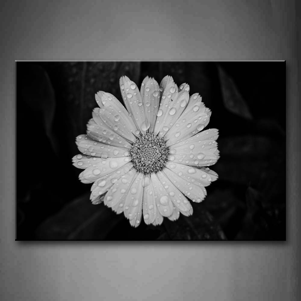 Black And White White Flower With Dewdrop Wall Art Painting Pictures Print On Canvas Flower The Picture For Home Modern Decoration 