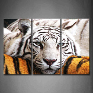 White Tiger Bend Over On Yellow Tiger Wall Art Painting Pictures Print On Canvas Animal The Picture For Home Modern Decoration 