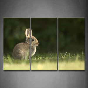 Brown Rabbit Sit On Grassland Wall Art Painting Pictures Print On Canvas Animal The Picture For Home Modern Decoration 