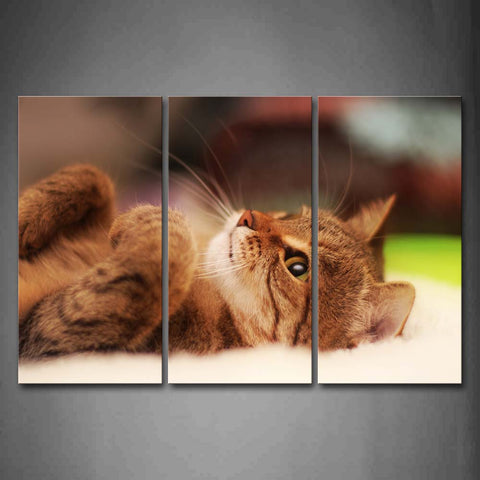 Brown Cat Lie In Blanket Wall Art Painting Pictures Print On Canvas Animal The Picture For Home Modern Decoration 