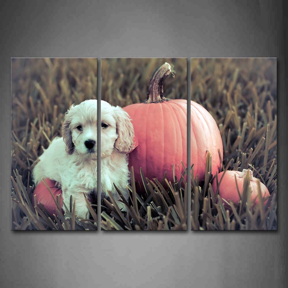 White Dog Stand On Grass Near Pumpkin Wall Art Painting Pictures Print On Canvas Animal The Picture For Home Modern Decoration 