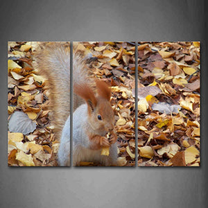 Squirrel Sit On Dry Leafs Eating Wall Art Painting The Picture Print On Canvas Animal Pictures For Home Decor Decoration Gift 