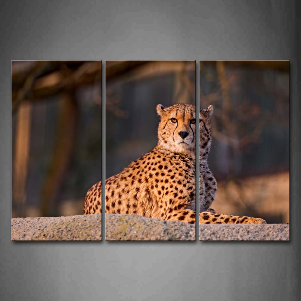 Cheetah Sit On Big Stone  Wall Art Painting Pictures Print On Canvas Animal The Picture For Home Modern Decoration 