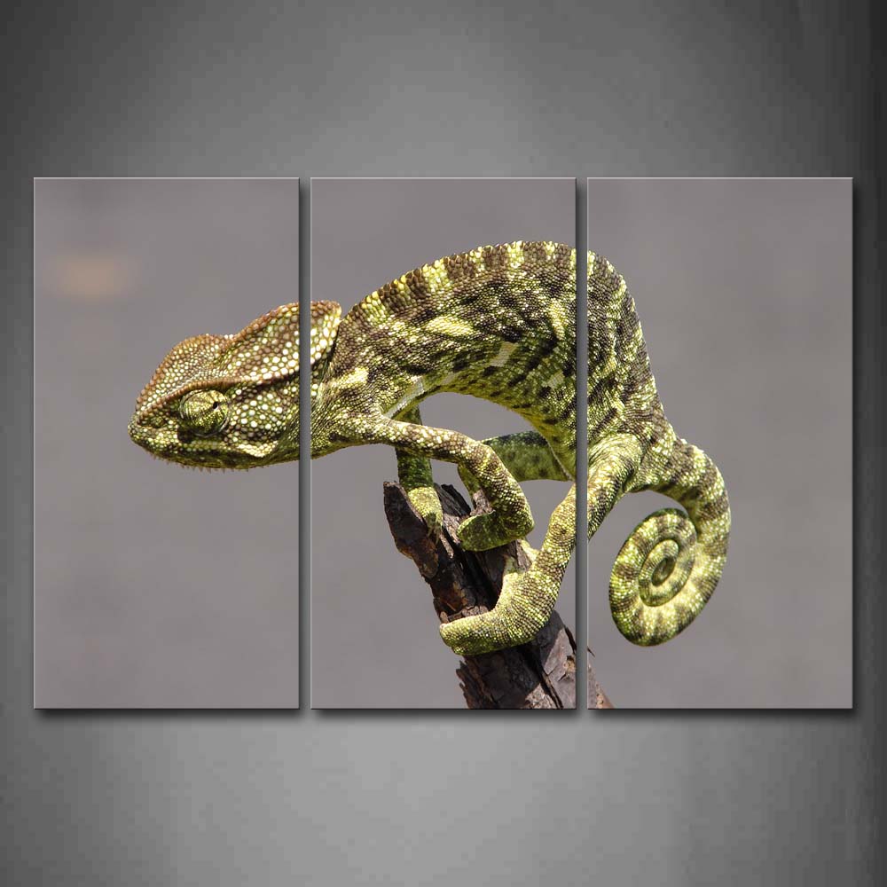 Chameleon Stand On Dry Wood Wall Art Painting Pictures Print On Canvas Animal The Picture For Home Modern Decoration 