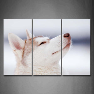 White Husky Head  Wall Art Painting Pictures Print On Canvas Animal The Picture For Home Modern Decoration 