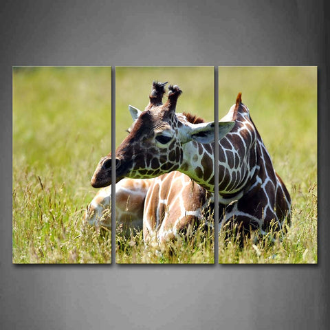 Giraffe Lie On Grassland Wall Art Painting Pictures Print On Canvas Animal The Picture For Home Modern Decoration 