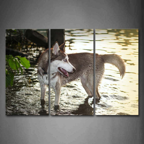 Husky Stand In River  Wall Art Painting Pictures Print On Canvas Animal The Picture For Home Modern Decoration 