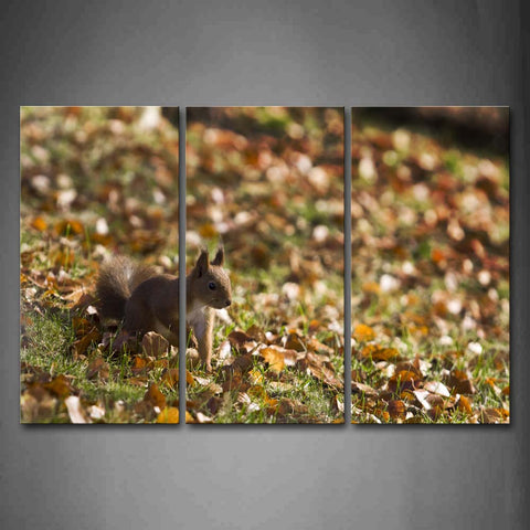 Squirrel Walk On Grassland Dry Leafs Wall Art Painting The Picture Print On Canvas Animal Pictures For Home Decor Decoration Gift 