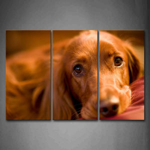 Yellow Dog Lie On Pink Blanket Wall Art Painting Pictures Print On Canvas Animal The Picture For Home Modern Decoration 