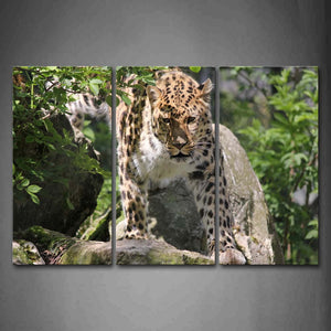 Leopard Walk On Big Stones Green Plant Wall Art Painting The Picture Print On Canvas Animal Pictures For Home Decor Decoration Gift 