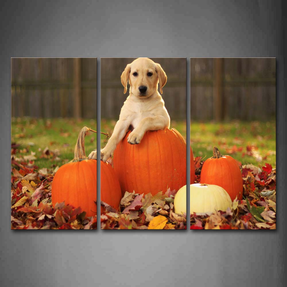 Yellow Dog Bend Over Pumpkin Dry Leafs Wall Art Painting Pictures Print On Canvas Animal The Picture For Home Modern Decoration 