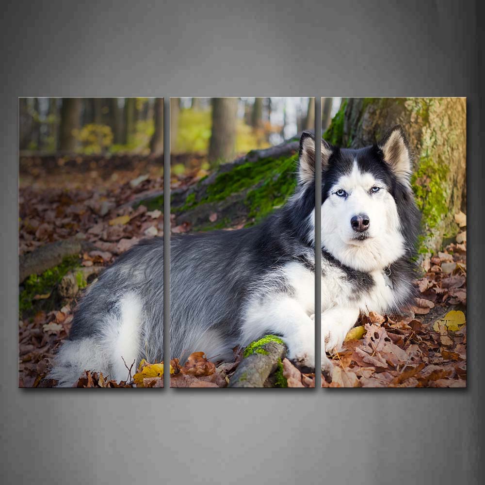 Husky Lie In Forest Fallen Leafs Wall Art Painting Pictures Print On Canvas Animal The Picture For Home Modern Decoration 