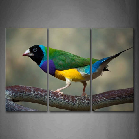 A Colorful Bird Stand On Branch Wall Art Painting Pictures Print On Canvas Animal The Picture For Home Modern Decoration 