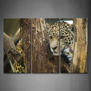 Jaguar Sit In Wood  Wall Art Painting Pictures Print On Canvas Animal The Picture For Home Modern Decoration 