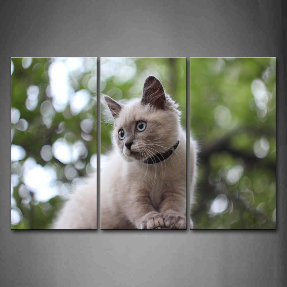 White Cat Stare At Front  Wall Art Painting Pictures Print On Canvas Animal The Picture For Home Modern Decoration 