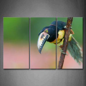 Toucan Stand On A Branch Wall Art Painting Pictures Print On Canvas Animal The Picture For Home Modern Decoration 