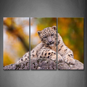 Snow Leopard Bend Over A Big Stone Wall Art Painting The Picture Print On Canvas Animal Pictures For Home Decor Decoration Gift 