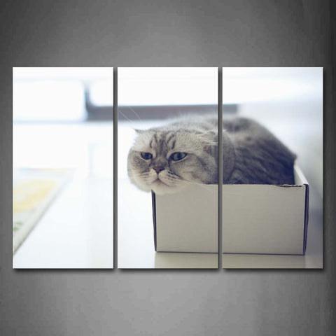 Gray Cat In Carton Wall Art Painting Pictures Print On Canvas Animal The Picture For Home Modern Decoration 