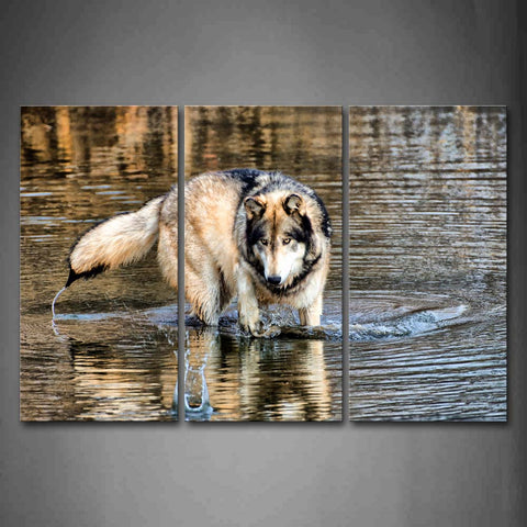 Wolf Walking In Water Foraging Wall Art Painting Pictures Print On Canvas Animal The Picture For Home Modern Decoration 