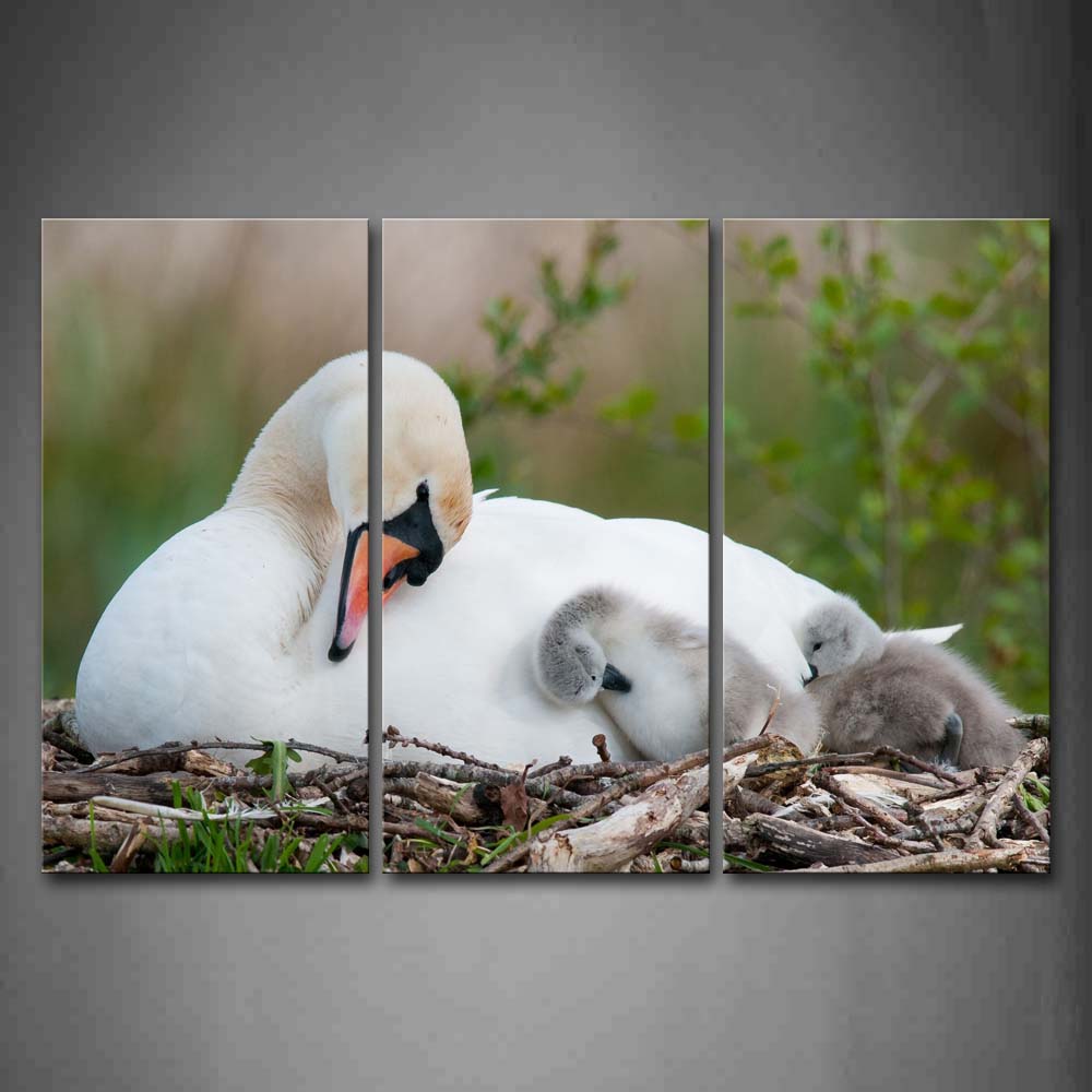 Mother Swan And Cub In Nest Wall Art Painting Pictures Print On Canvas Animal The Picture For Home Modern Decoration 