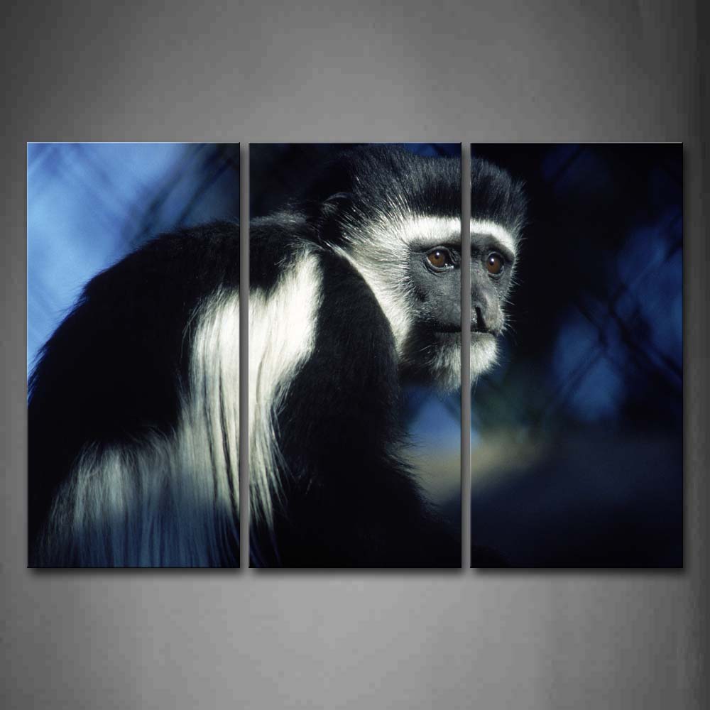 Colobus Monkey White And Black  Wall Art Painting Pictures Print On Canvas Animal The Picture For Home Modern Decoration 