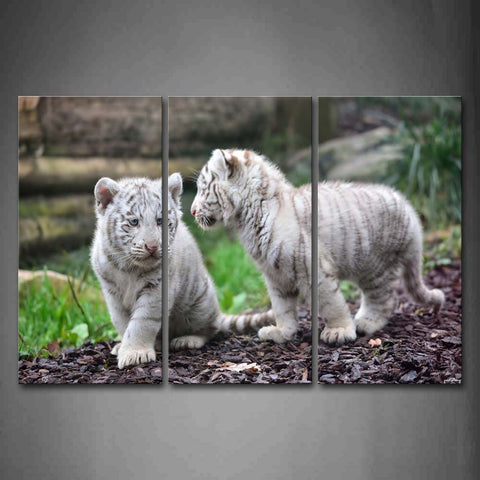 Two Cub White Tiger On Land  Wall Art Painting The Picture Print On Canvas Animal Pictures For Home Decor Decoration Gift 