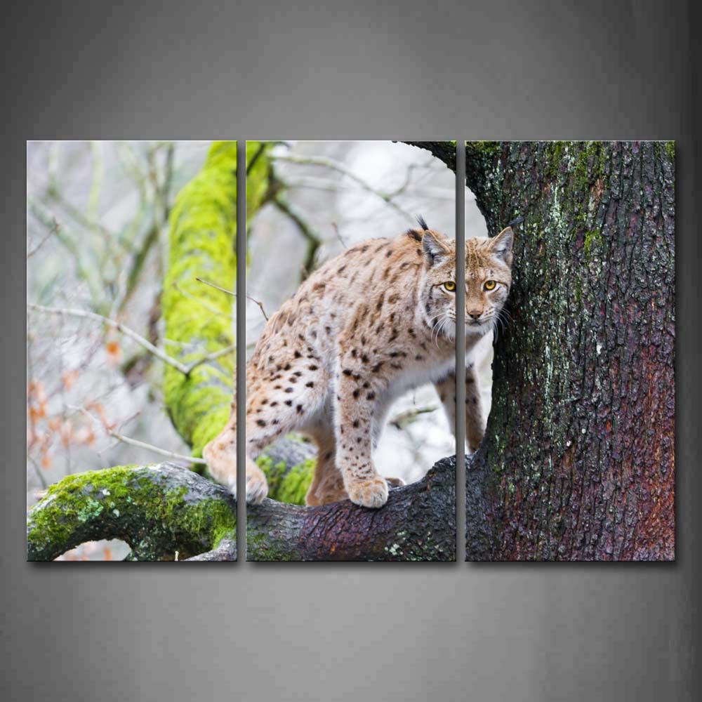 Lynx Stand On Tree Moss Wall Art Painting The Picture Print On Canvas Animal Pictures For Home Decor Decoration Gift 