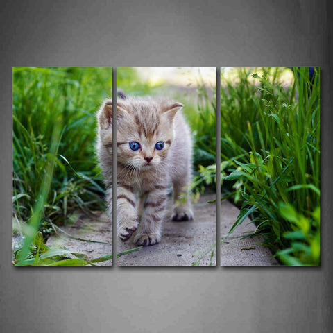 Cat Walk Beteen Grass Small Path Wall Art Painting Pictures Print On Canvas Animal The Picture For Home Modern Decoration 