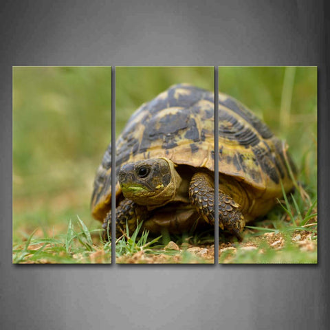 Turtle Crawl On Land Grass Wall Art Painting The Picture Print On Canvas Animal Pictures For Home Decor Decoration Gift 