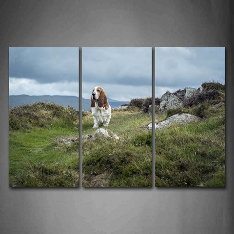 Basset Hound Walk On Lawn Mountain Wall Art Painting Pictures Print On Canvas Animal The Picture For Home Modern Decoration 