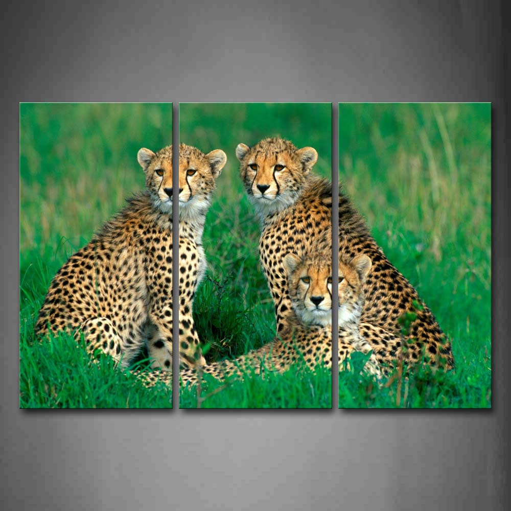 Three Cheetahs Sit In Green Grass Wall Art Painting Pictures Print On Canvas Animal The Picture For Home Modern Decoration 