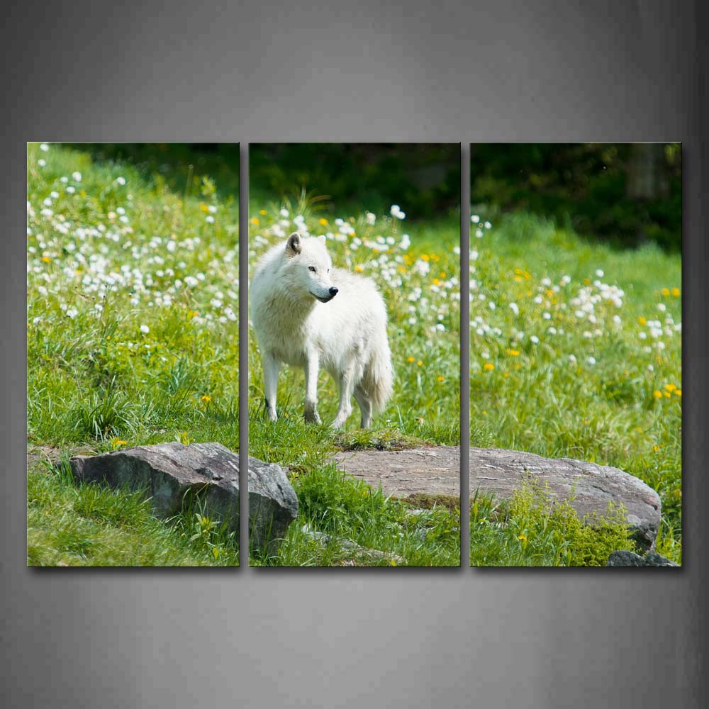 White Wolf Stand On Grassland Rock Flower Wall Art Painting Pictures Print On Canvas Animal The Picture For Home Modern Decoration 