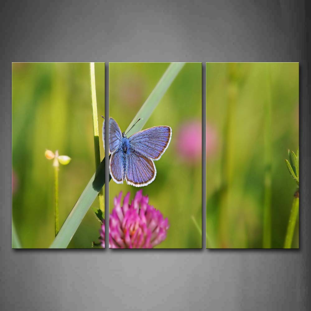 Blue Butterfly Stand A Green Leaf Near A Flower Wall Art Painting Pictures Print On Canvas Animal The Picture For Home Modern Decoration 