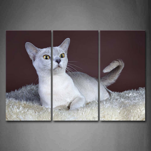 Gray Cat Sit On White Blanket Wall Art Painting Pictures Print On Canvas Animal The Picture For Home Modern Decoration 