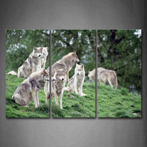 Group Of Wolf Sit On Green Grassland Trees Wall Art Painting The Picture Print On Canvas Animal Pictures For Home Decor Decoration Gift 